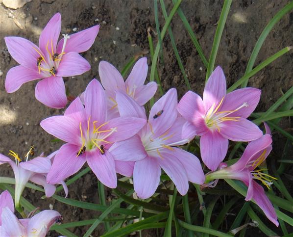 Zephyranthes carinata